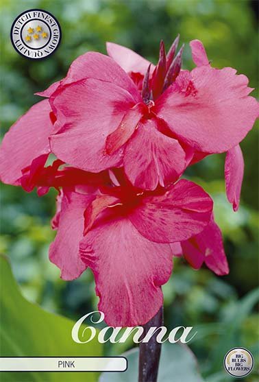 Canna Pink 1-pakning